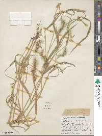 Setaria verticillata image