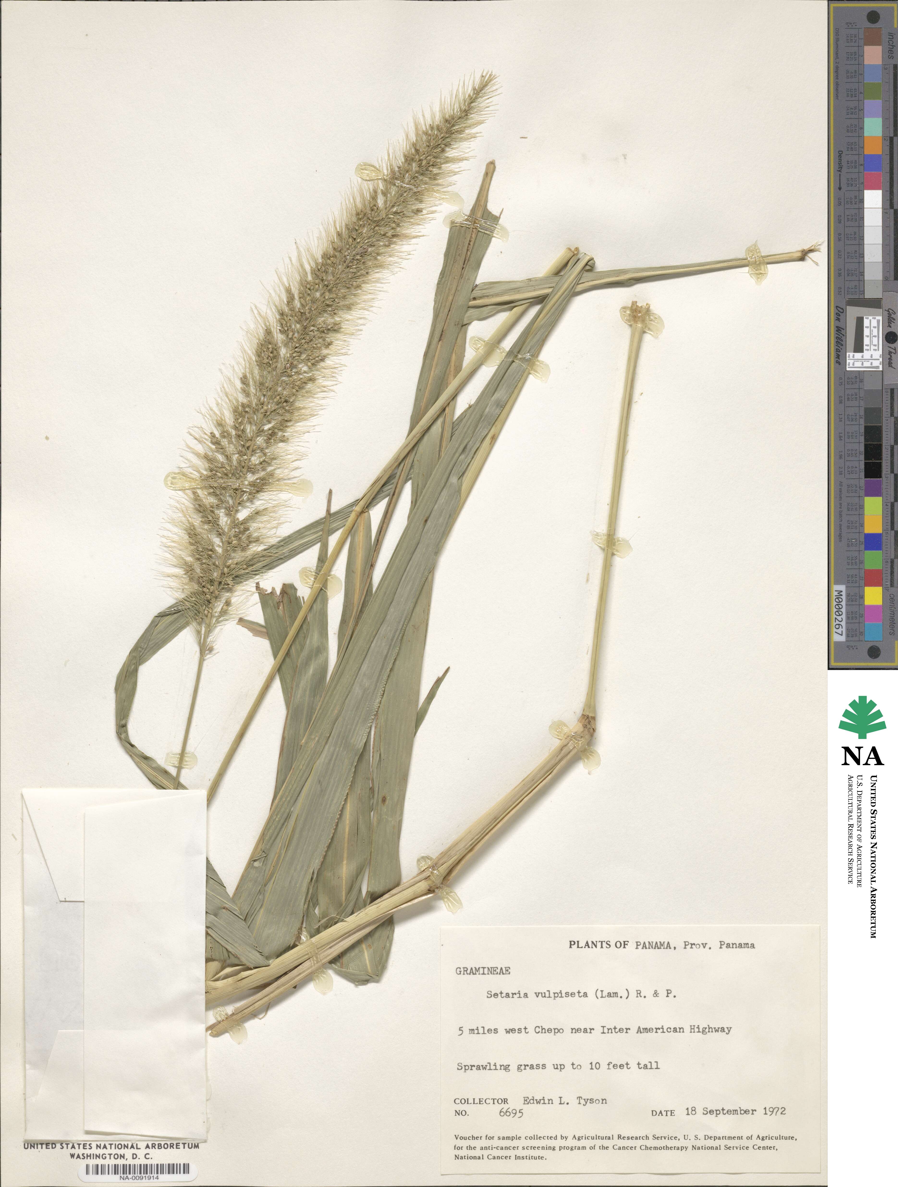 Setaria vulpiseta image