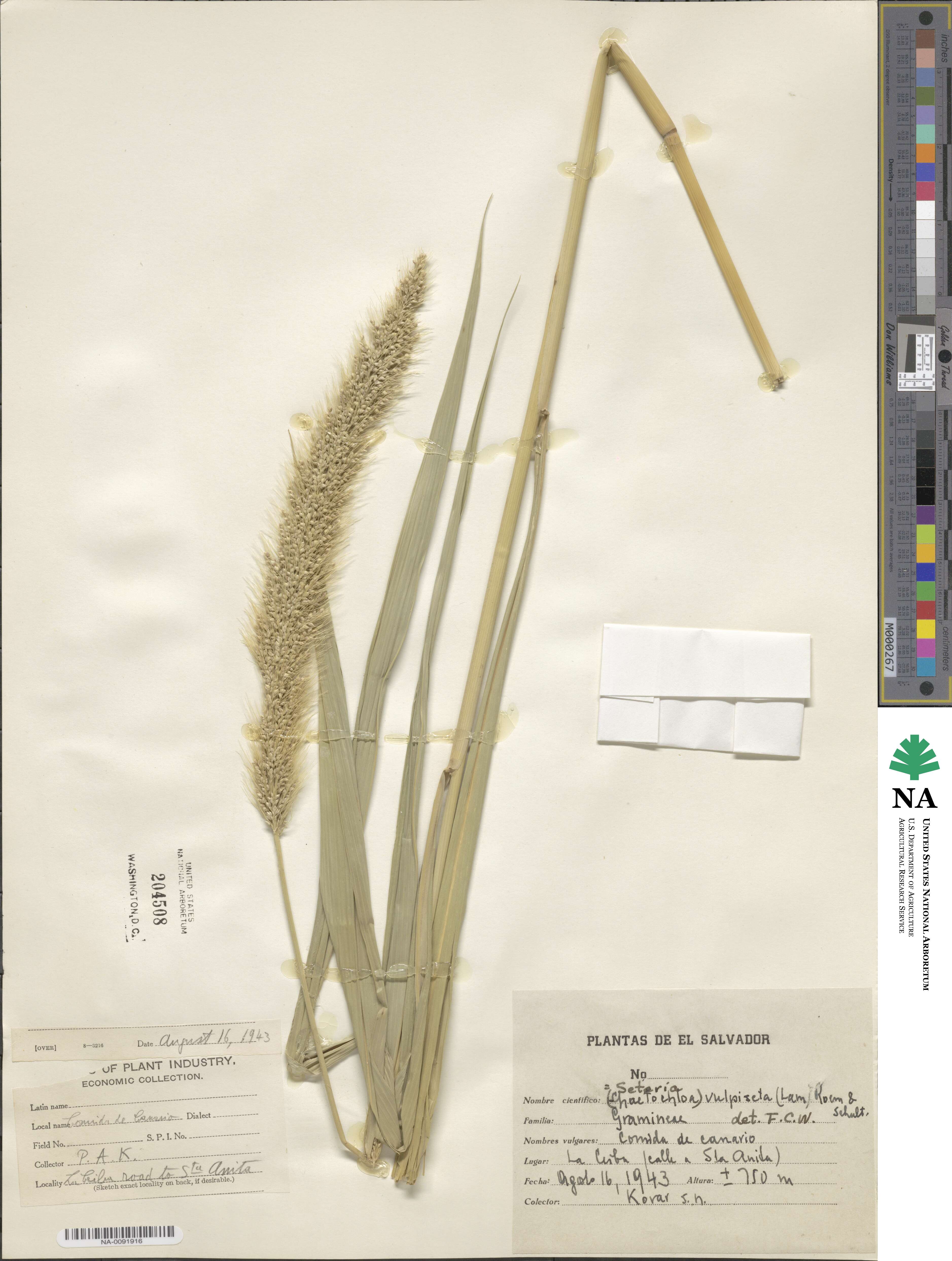 Setaria vulpiseta image