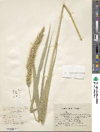 Setaria vulpiseta image