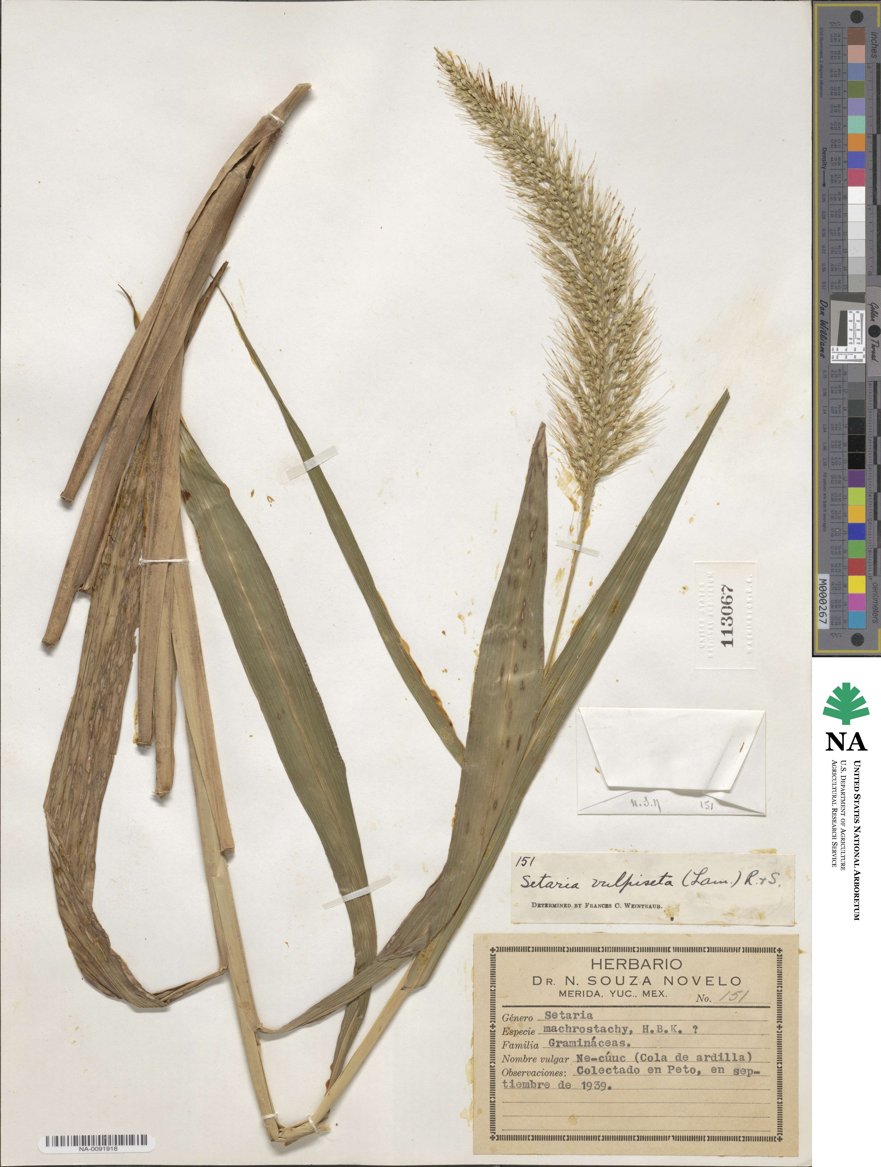 Setaria vulpiseta image