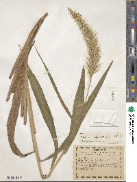 Setaria vulpiseta image