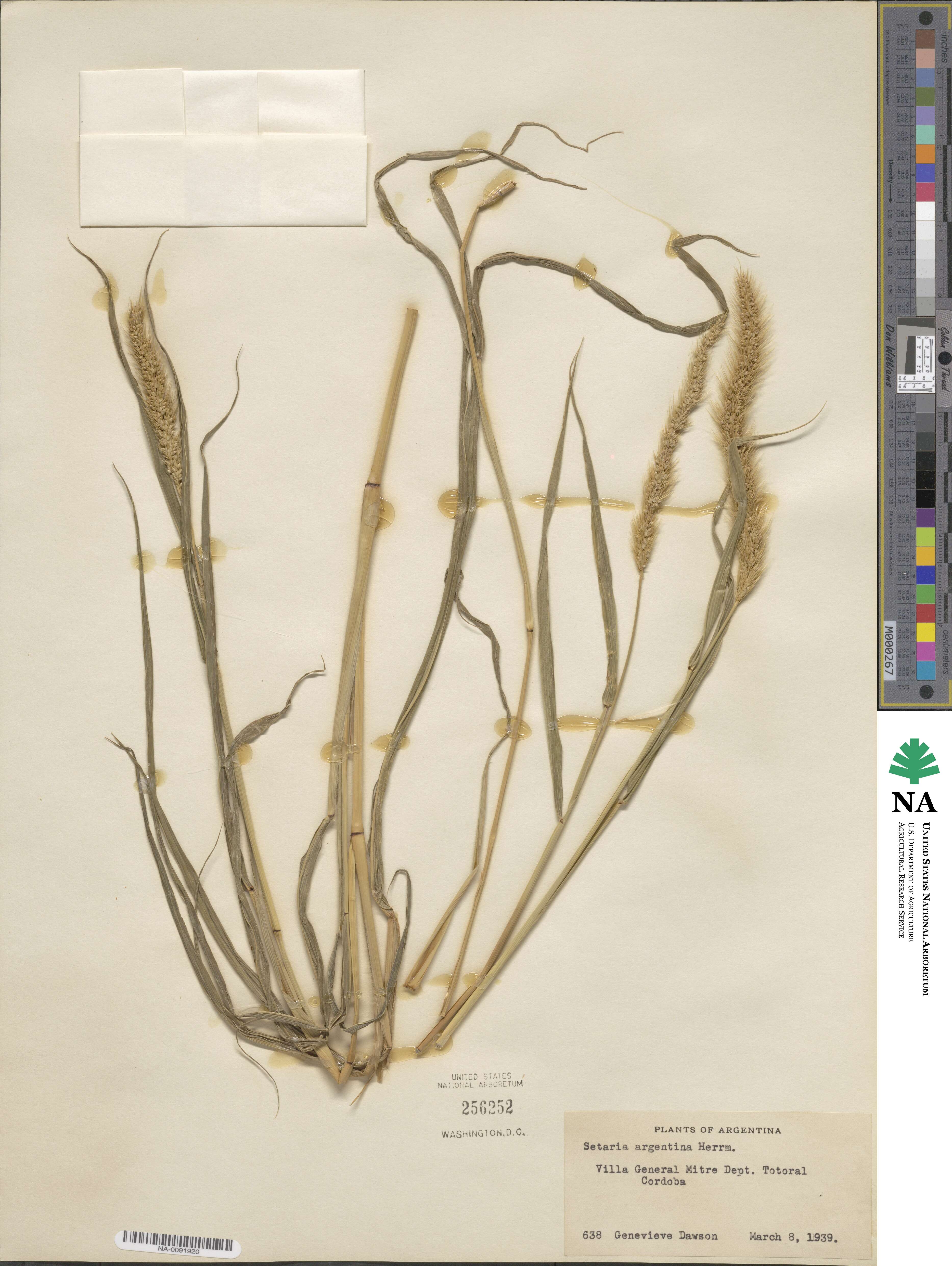 Setaria lachnea image