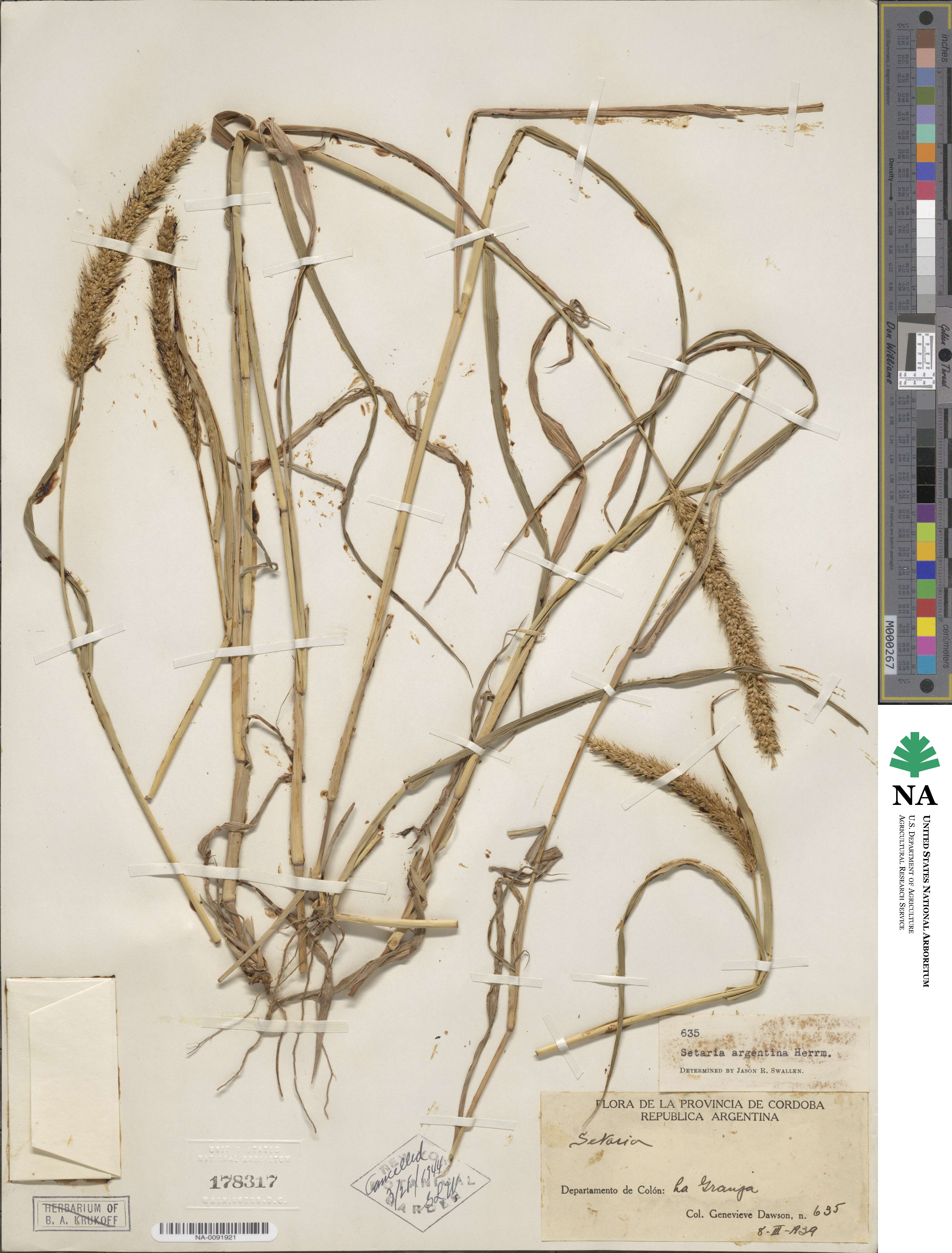 Setaria lachnea image