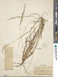 Setaria setosa image