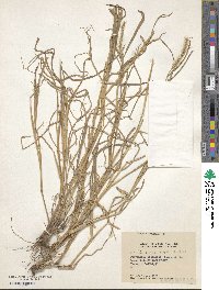 Setaria parviflora image