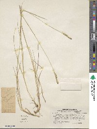 Setaria parviflora image