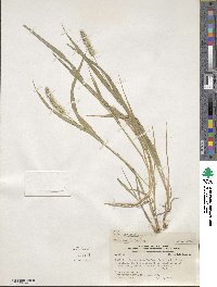 Setaria parviflora image