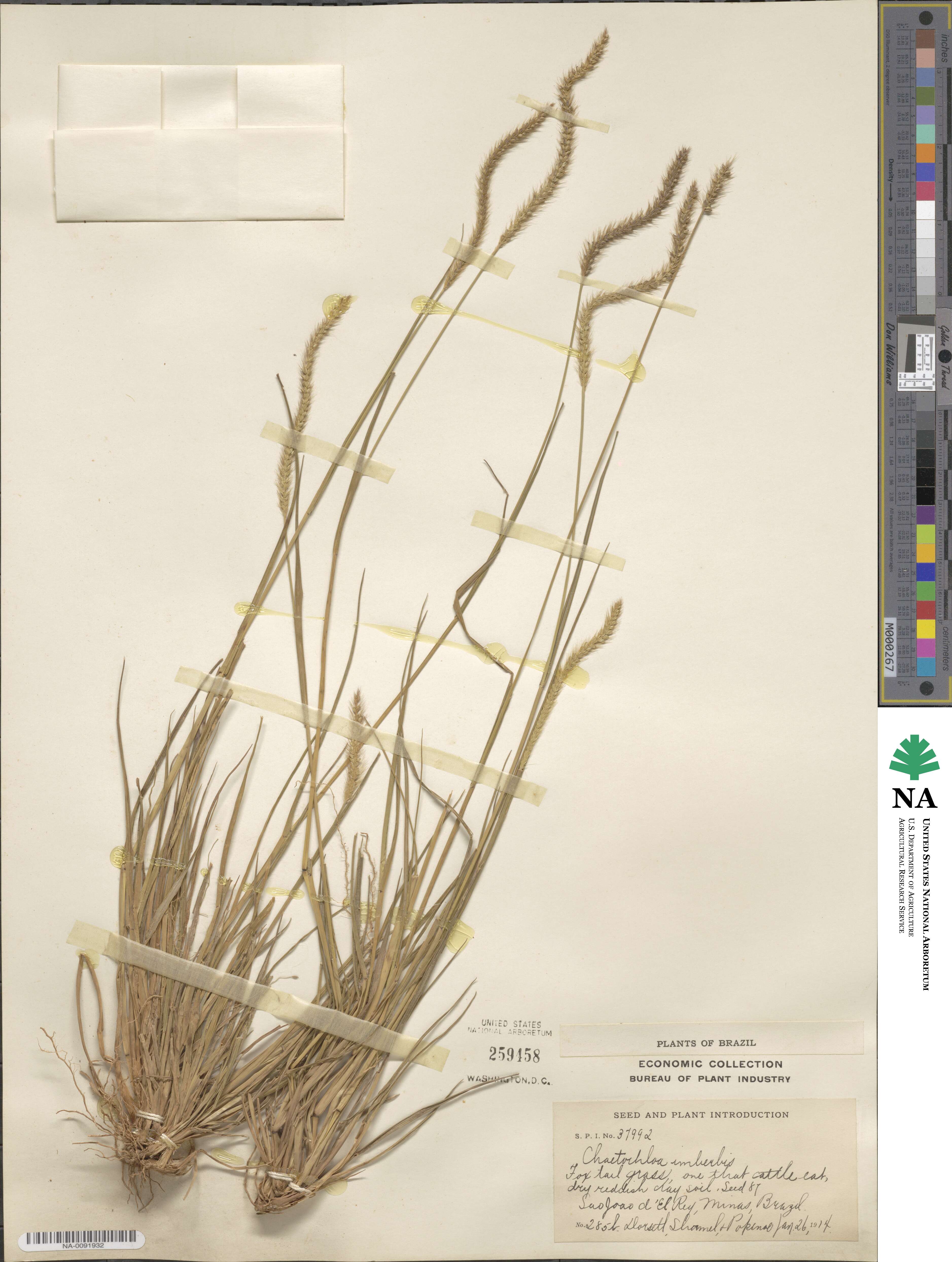 Setaria parviflora image