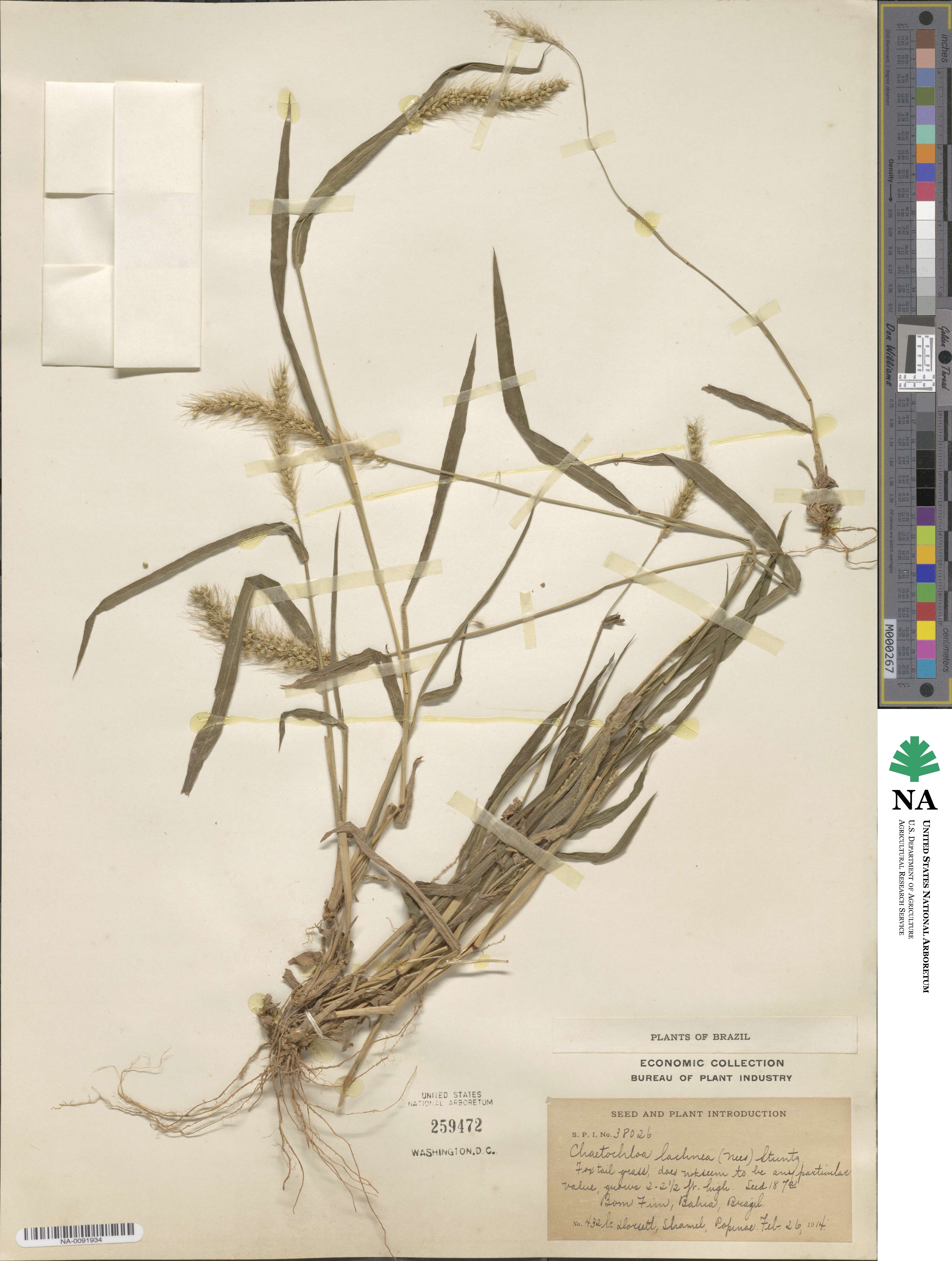 Setaria lachnea image