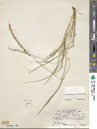 Setaria vaginata image