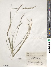 Setaria vaginata image