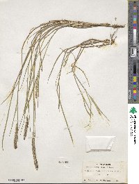 Setaria vaginata image