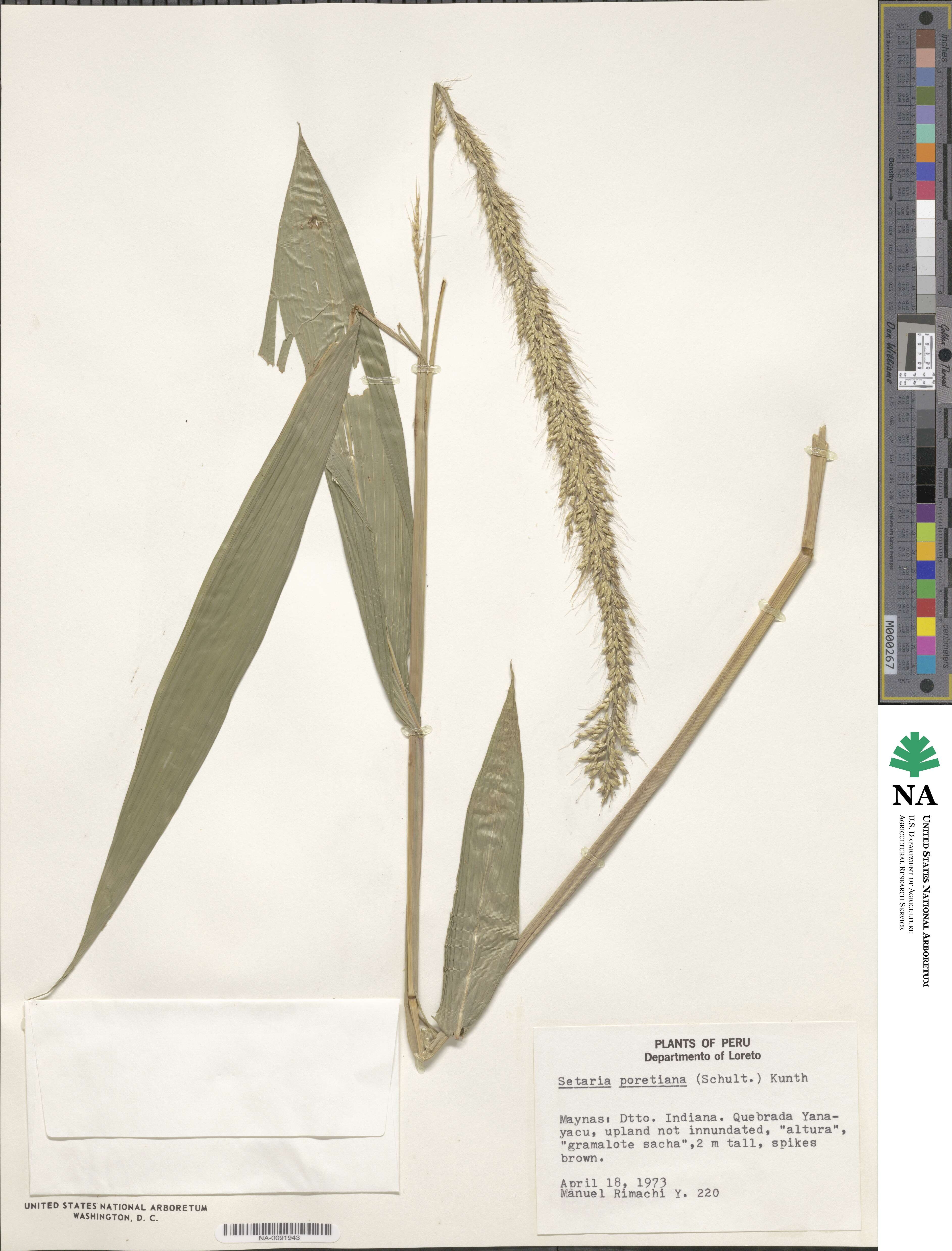 Setaria sulcata image