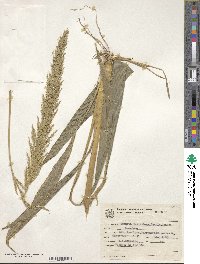 Setaria sulcata image