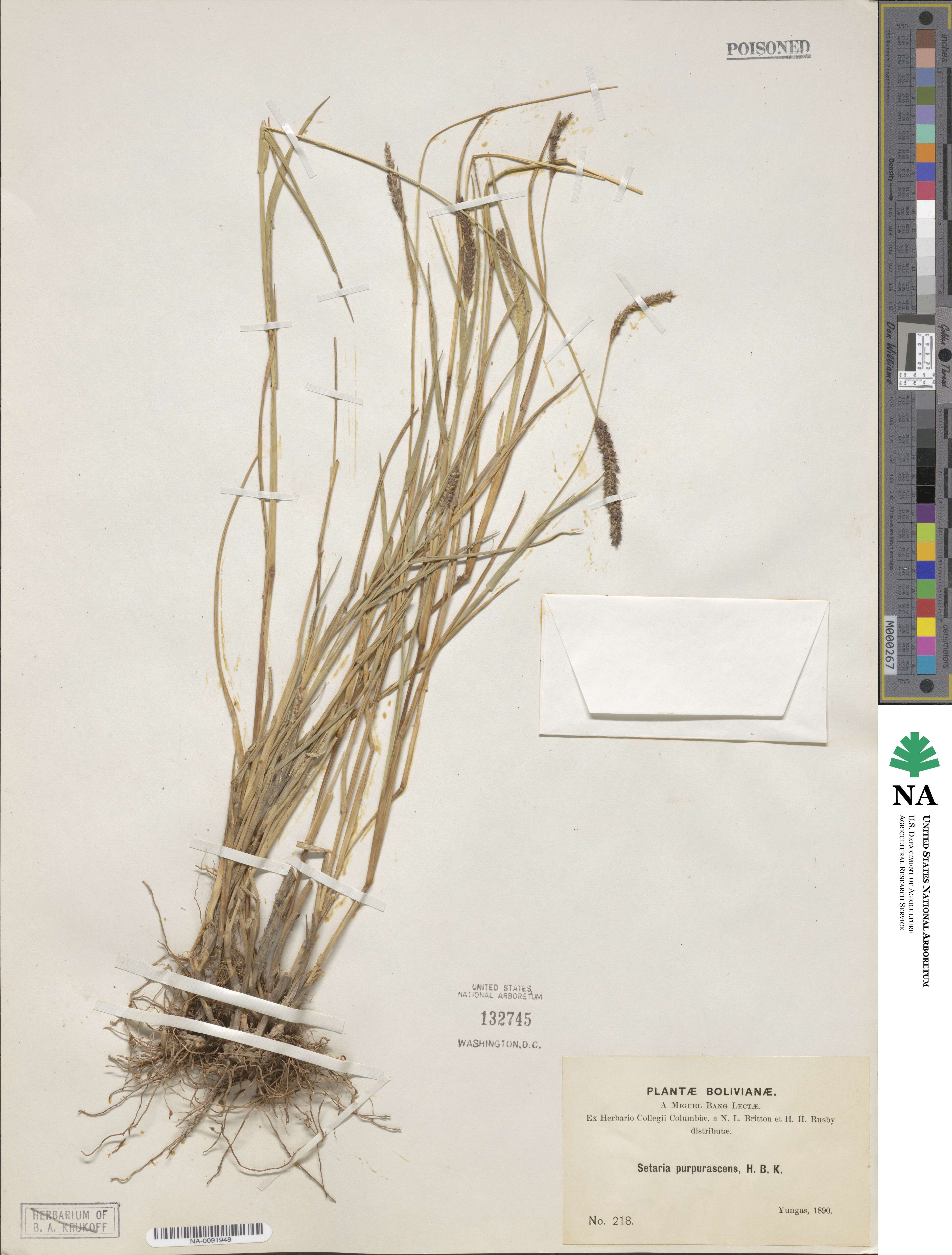Setaria parviflora image
