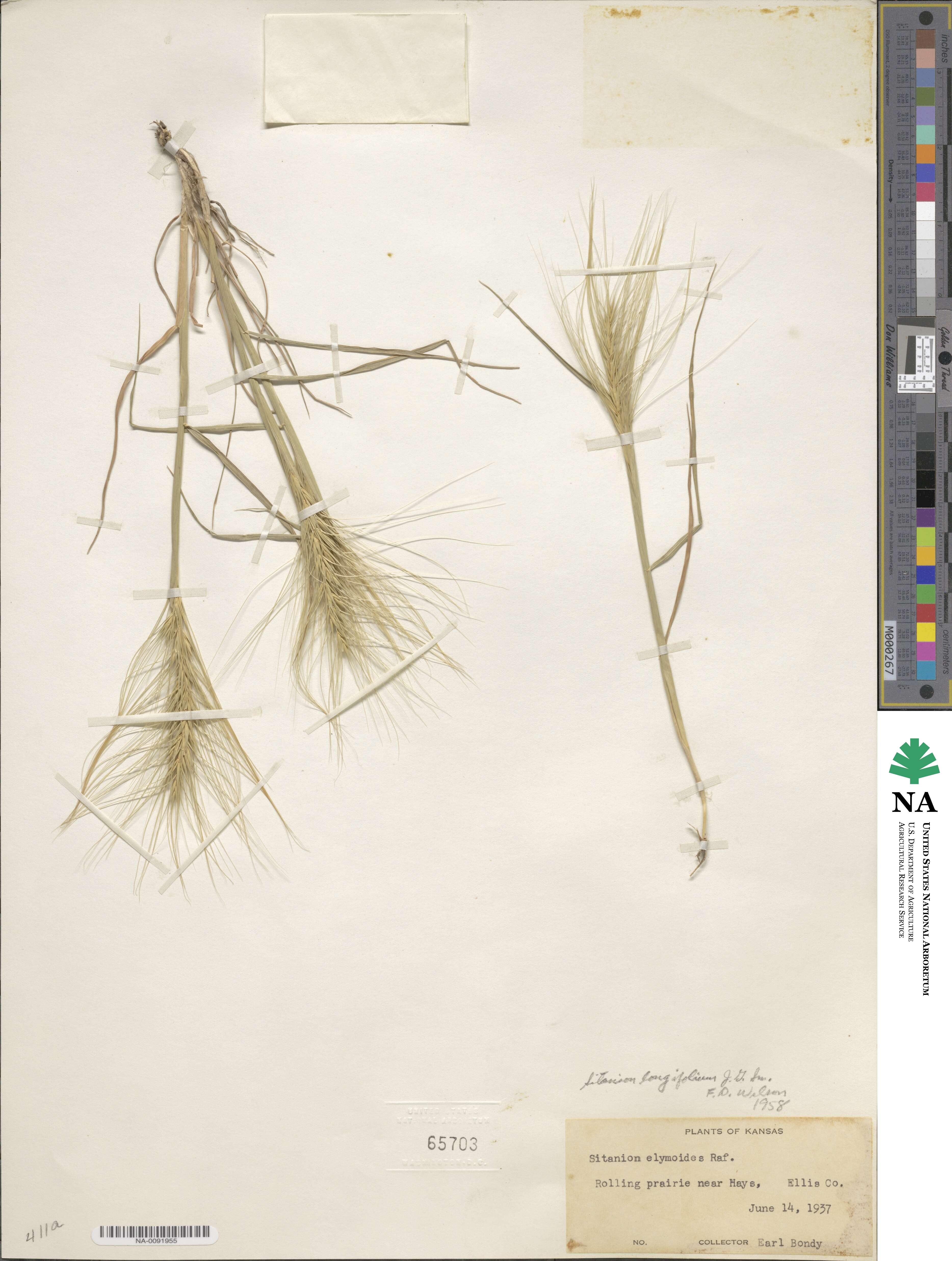 Elymus longifolius image