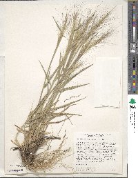 Elymus elymoides image