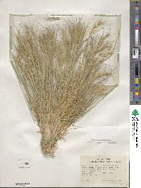 Elymus elymoides image