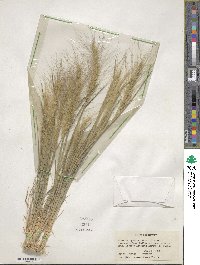 Elymus elymoides image