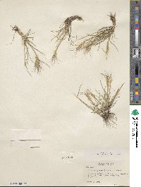 Elymus elymoides image