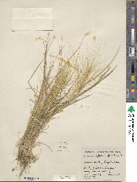 Elymus elymoides image