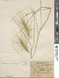 Elymus elymoides image