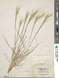 Elymus elymoides image