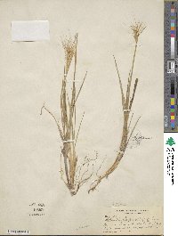 Elymus elymoides image