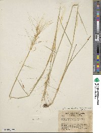 Elymus elymoides image