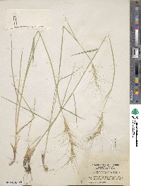 Elymus elymoides image