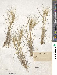 Elymus elymoides image