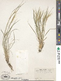 Elymus elymoides image