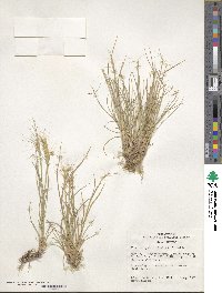 Elymus elymoides image