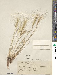 Elymus elymoides image