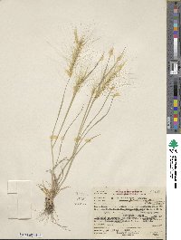 Elymus elymoides image