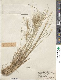 Elymus elymoides image