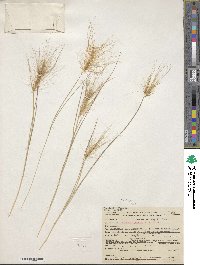 Elymus multisetus image