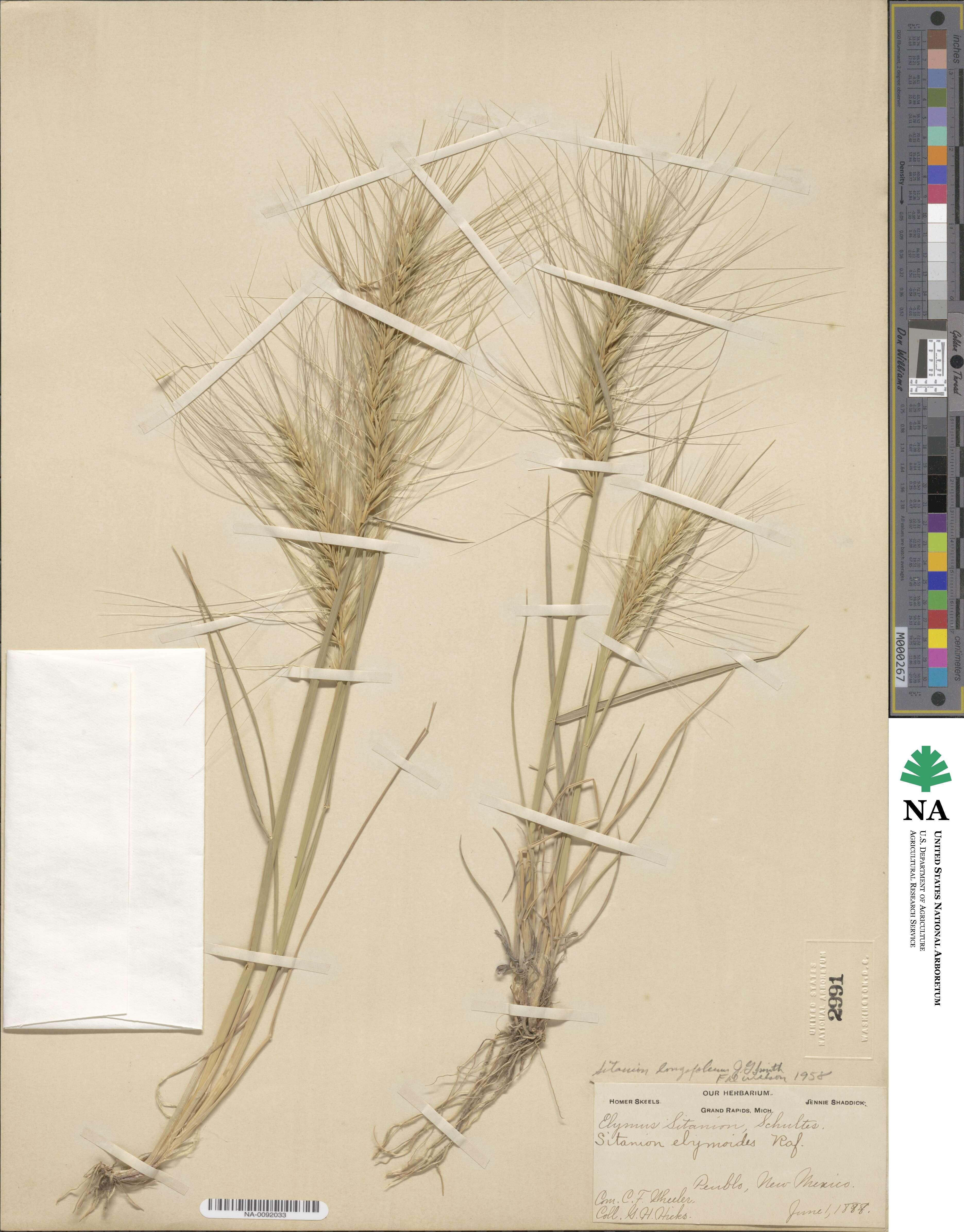 Elymus longifolius image
