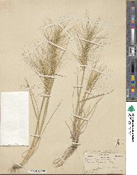 Elymus longifolius image