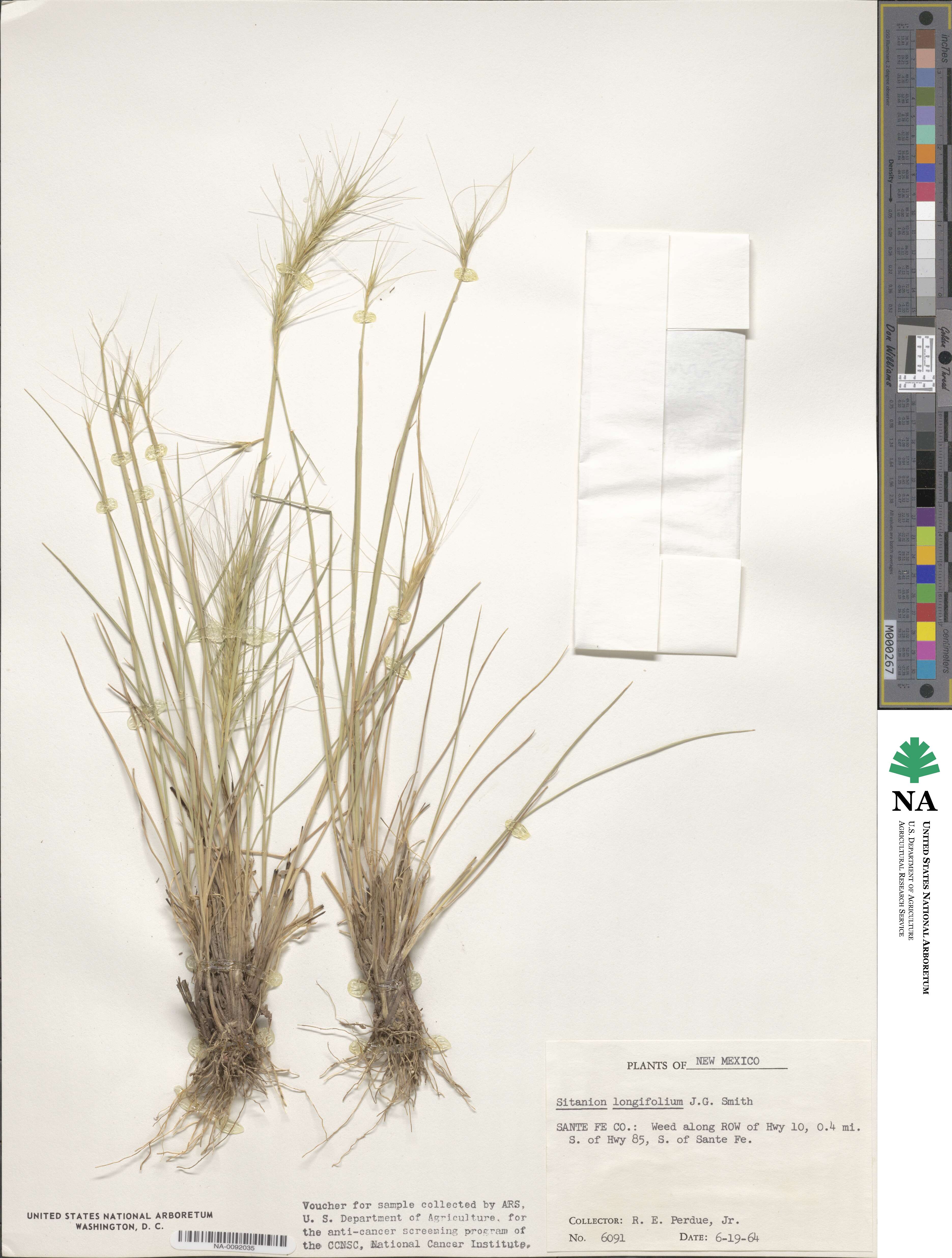 Elymus longifolius image