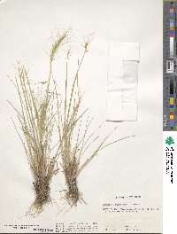 Elymus longifolius image