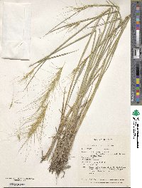 Elymus elymoides image