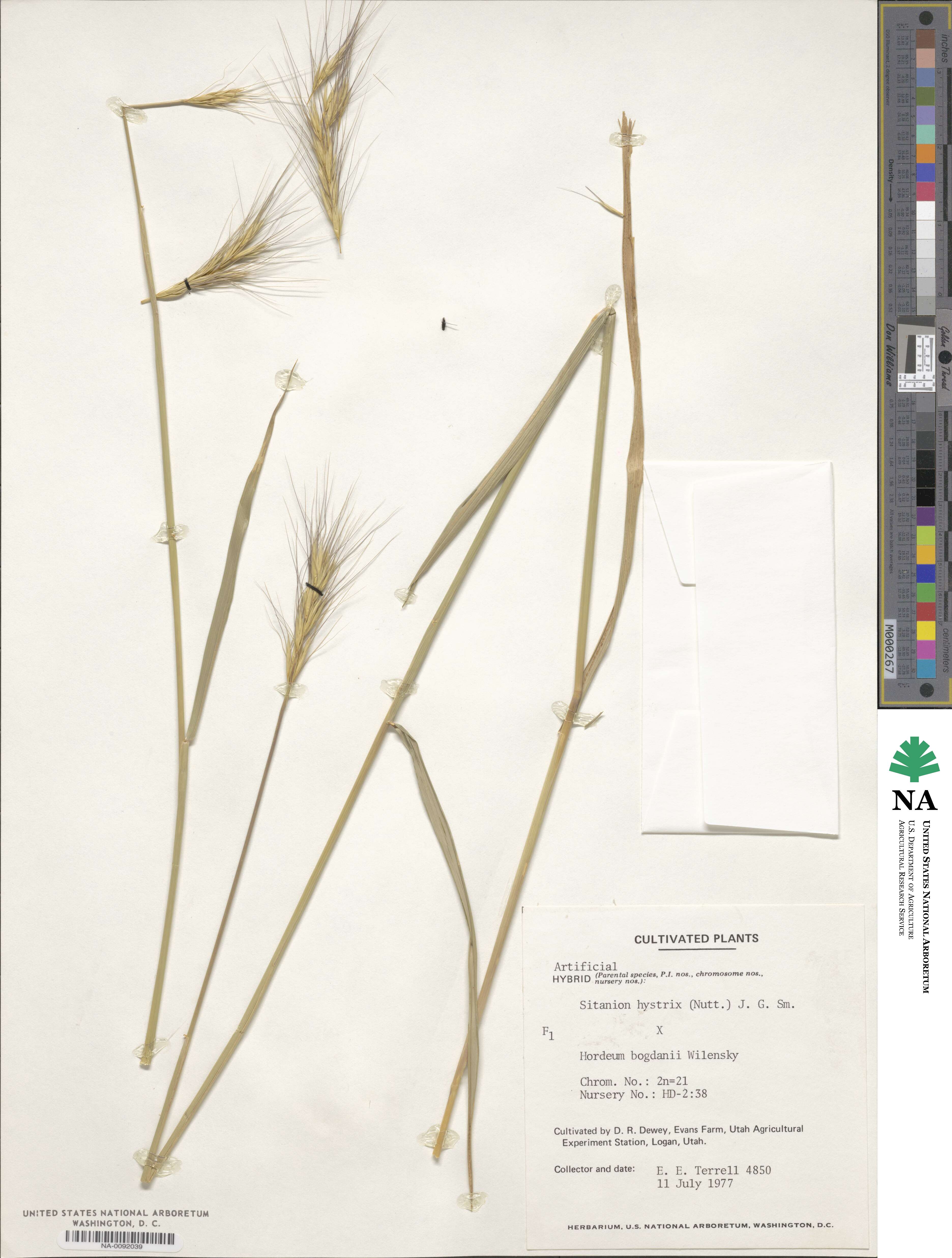 Elymus elymoides image