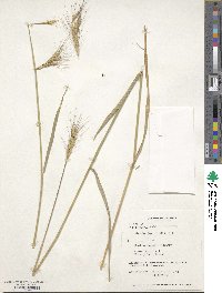 Elymus elymoides image