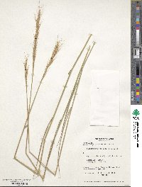 Elymus elymoides image