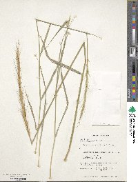 Elymus elymoides image