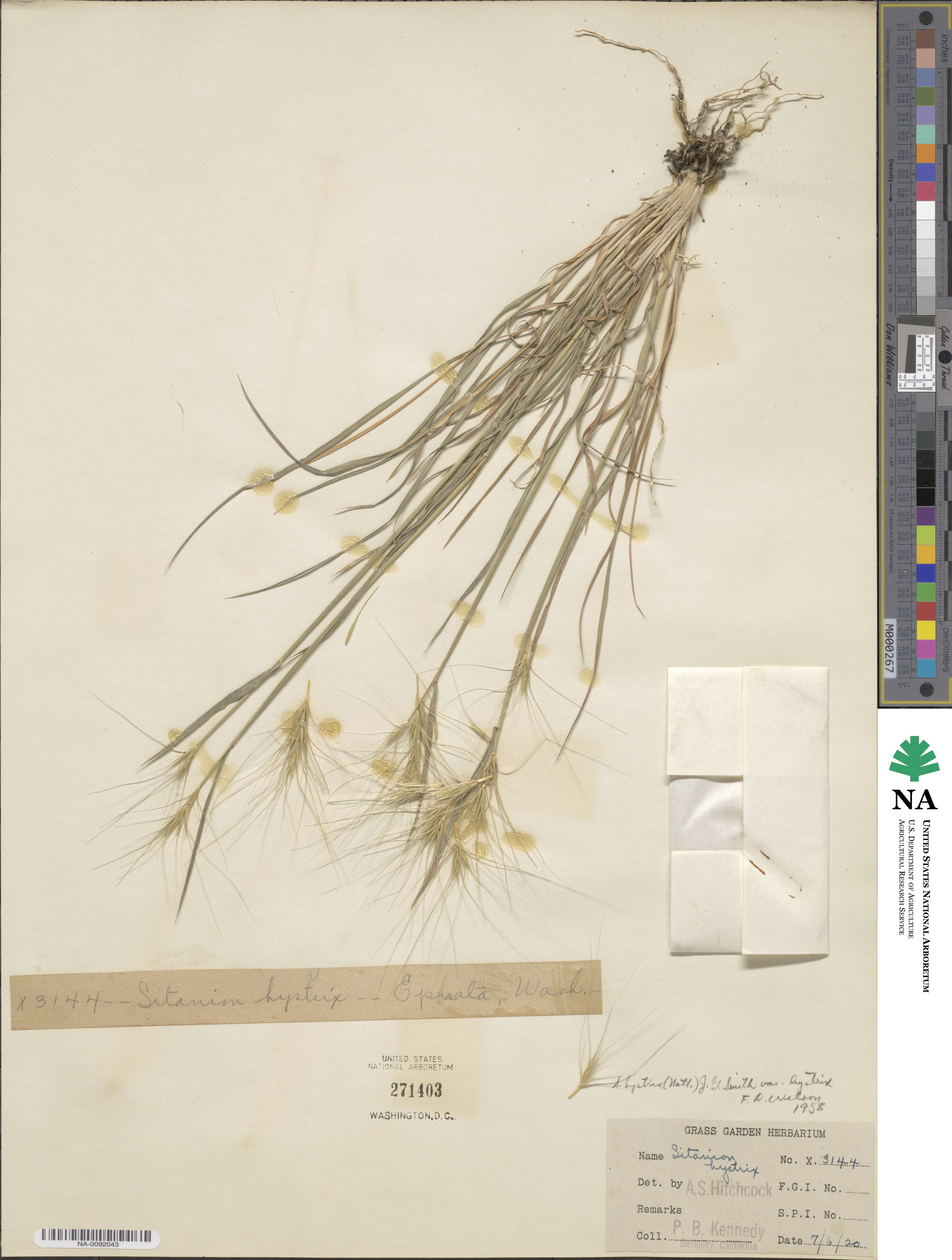 Elymus elymoides image