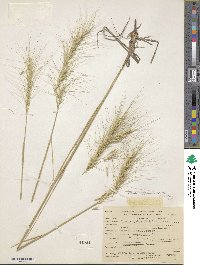 Elymus elymoides image