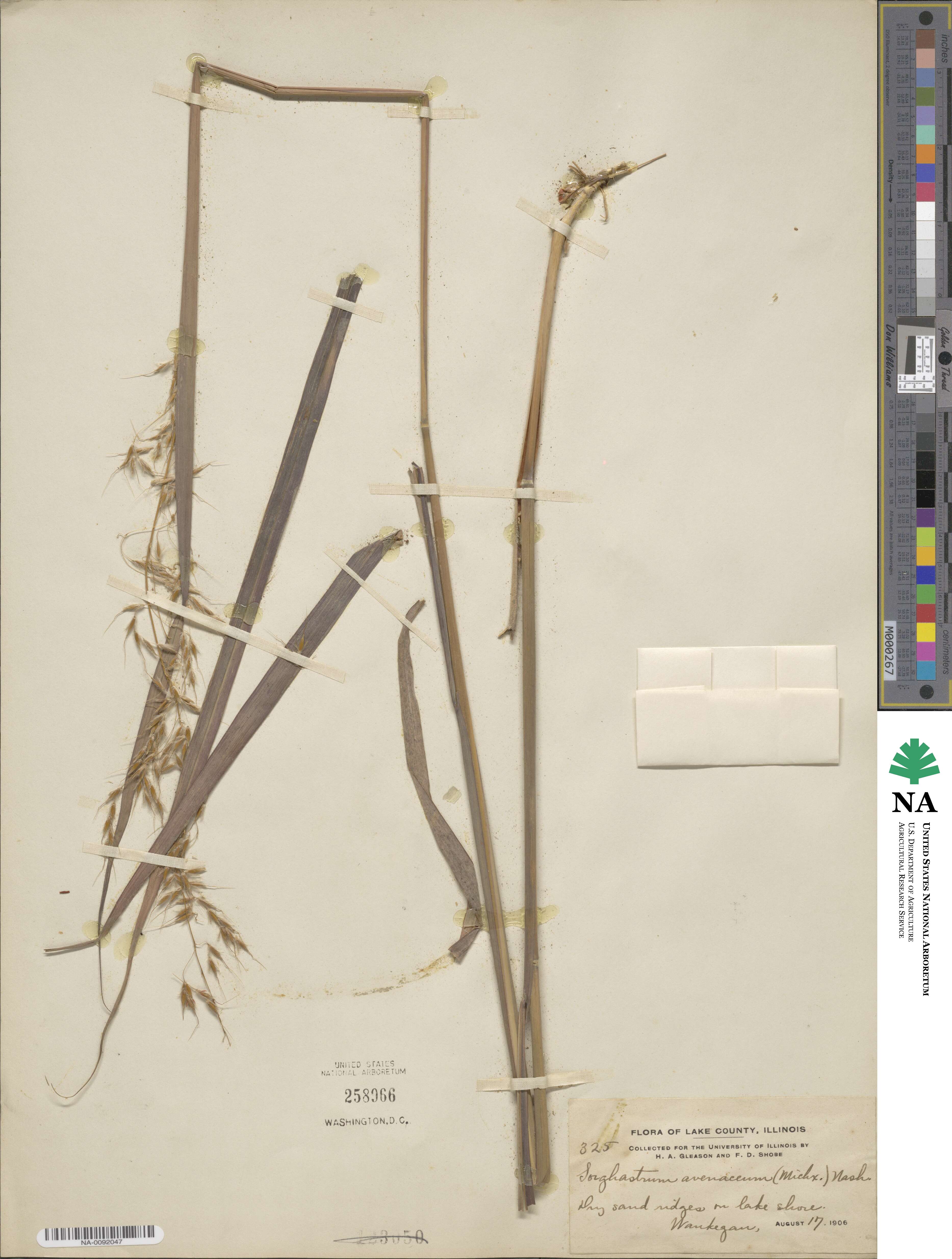 Sorghastrum nutans image